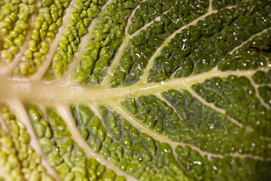 N’ayant pas de photo de marmite norvégienne voici une feuille de chou.