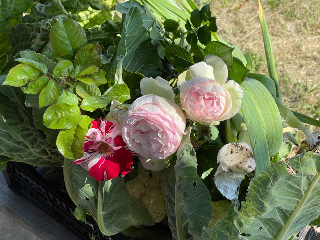 Des roses posées sur les choux et les poireaux