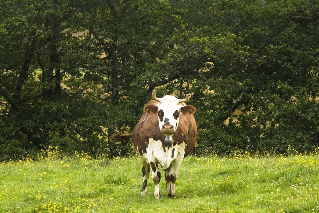 Joyeuse vache ruminant